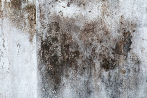Best Mold Damage Restoration  in Sugar Land, TX